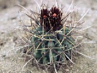 Glandulicactus uncinatus ©JLcoll.418.jpg